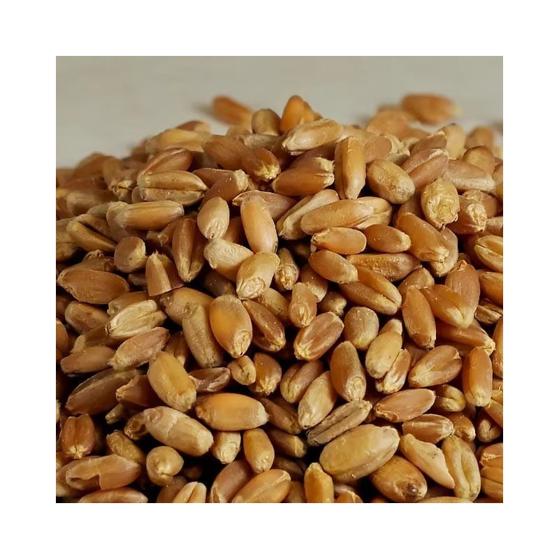 Whole Wheat Grain, High Quality, Wholesale At Best Market Price, Wheat Exporter