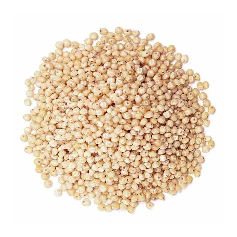 Premium White Milo Sorghum, Food Grade, Bulk Grain